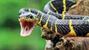 reptil-ular-liar.jpg