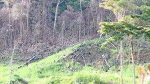 rumput-mahakam-ulu-kaltim.jpg
