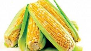 tribun-pontianak-ilustrasi-jagung.jpg