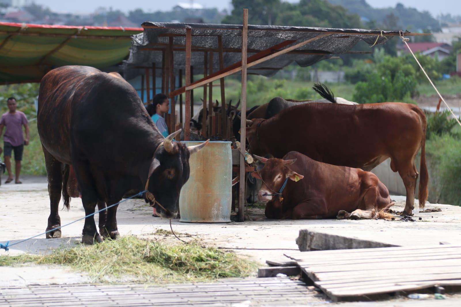 06062023-Ilustrasi-Perdagangan-Sapi-Kurban-yang-menjadi-salah-satu-faktor-penekanan-inflasi.jpg
