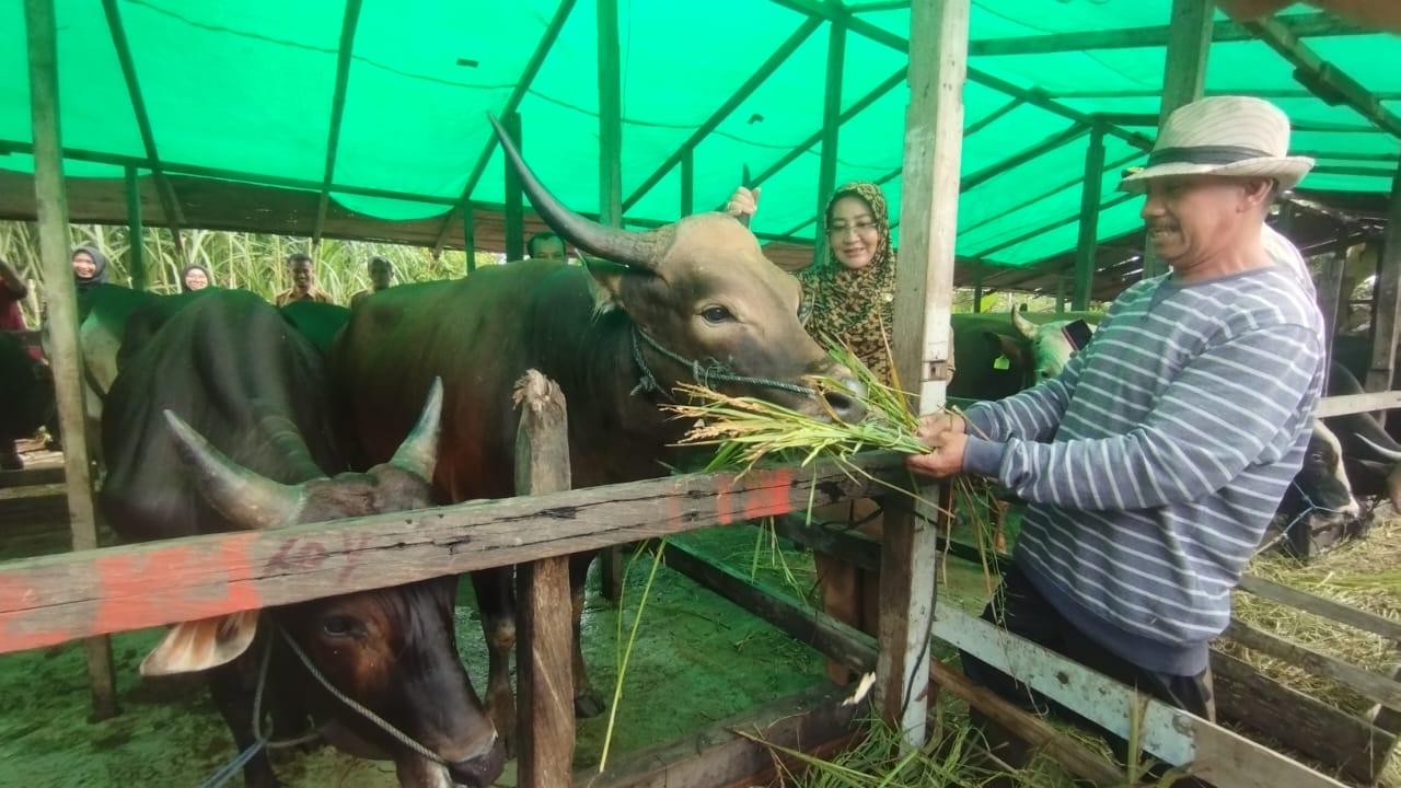 Jelang Idul Adha, Bupati Berau Sebut Sapi Dipasang Barcode Diletakan di Telinga yang Layak Dipotong