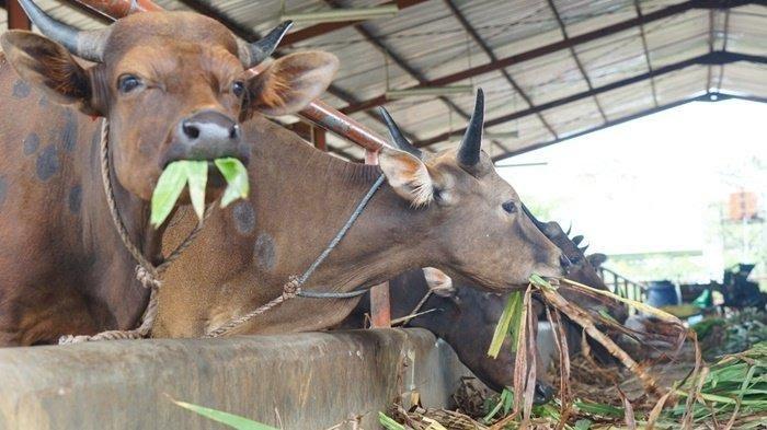 20230506_Sapi-Kurban-pada-Hari-Raya-Idul-Adha.jpg