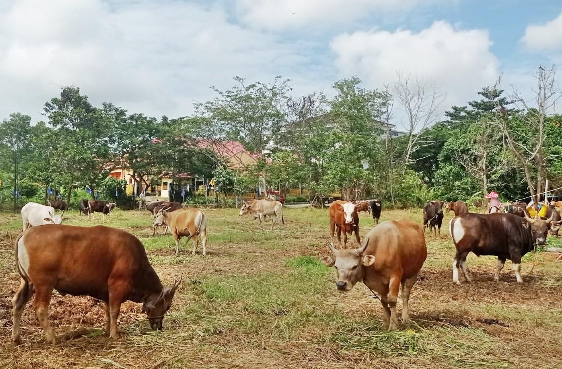 Berapakah Minimal Usia Hewan yang Akan Dikurbankan saat Hari Raya Idul Adha 2023? Ini Penjelasannya