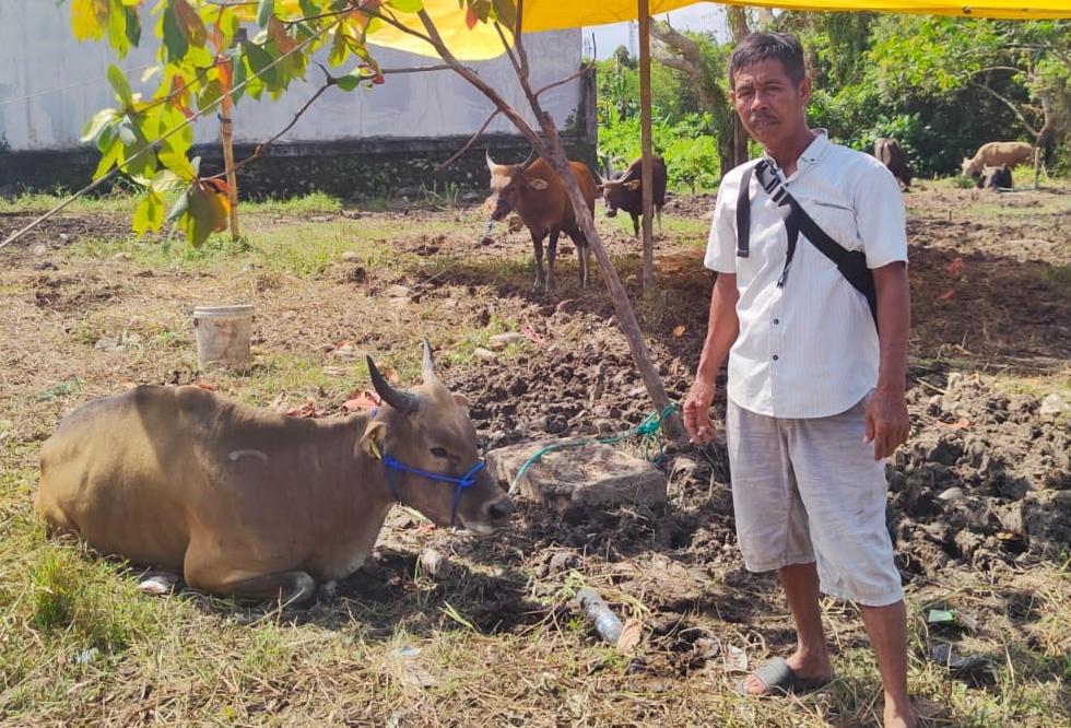 Ceruk Manis Bisnis Sapi di Balikpapan, Datang dari Bone hingga Harga Termahal Rp 25 Juta