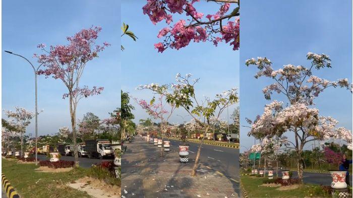 20231003_viral-Bunga-Tabebuya-mekar-di-Penajam-Paser-Utara.jpg