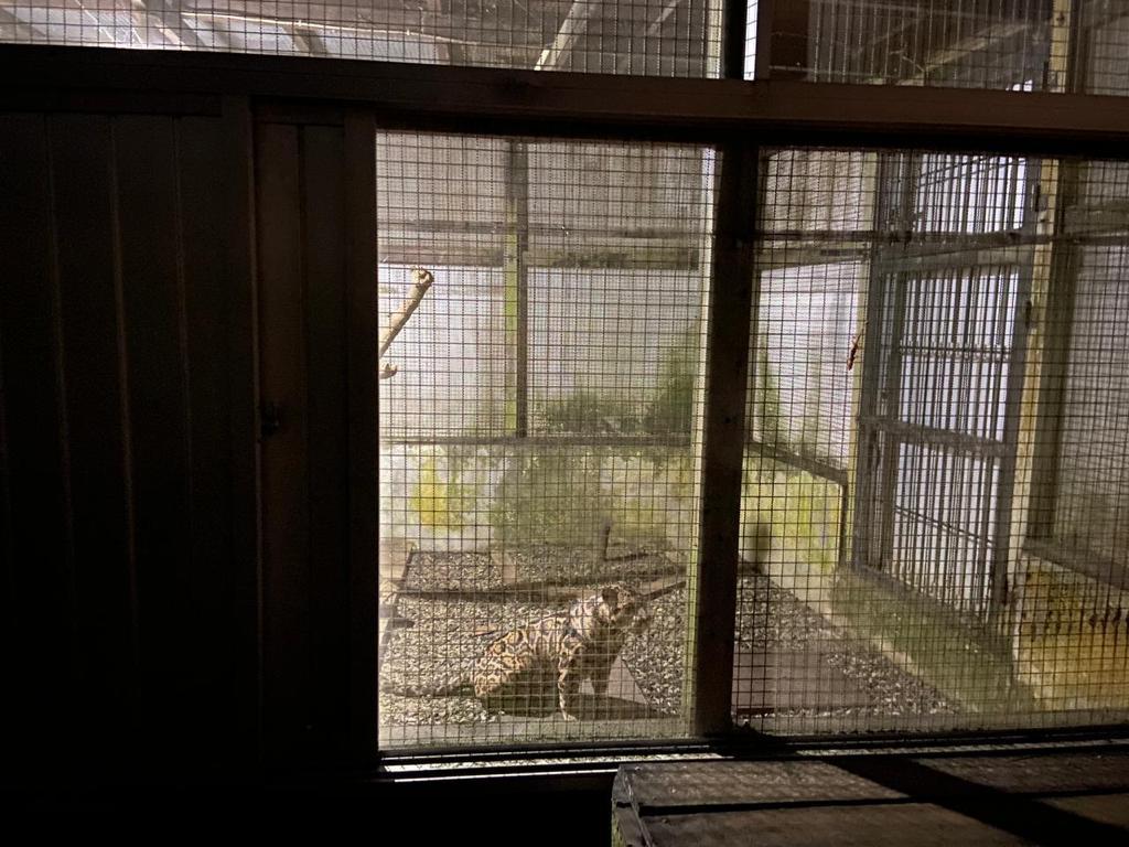 Selain Harimau dan Macan Dahan, Polisi Temukan Lagi Satwa Buas di Rumah AS di Samarinda