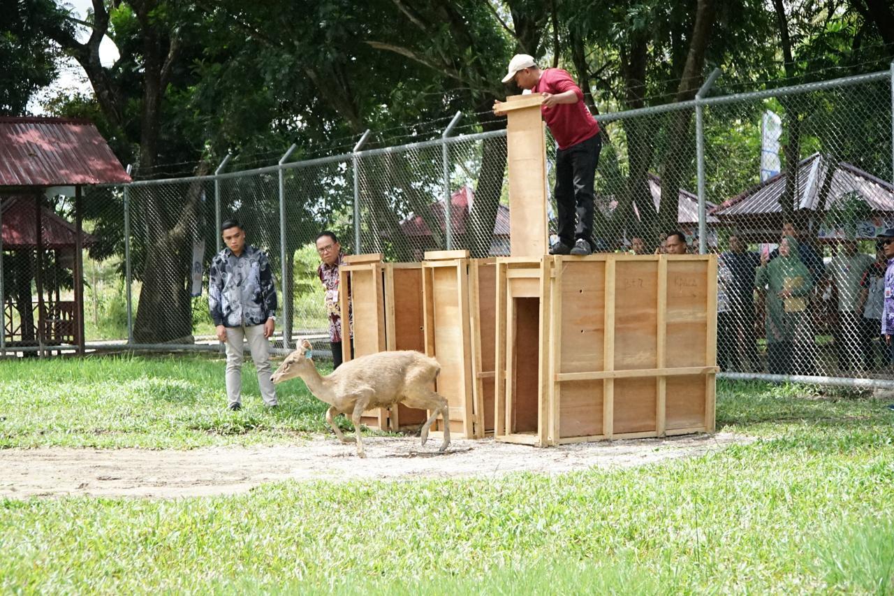 Penangkaran di Belakang Kantor Bupati PPU Mulai Diisi Rusa Sambar