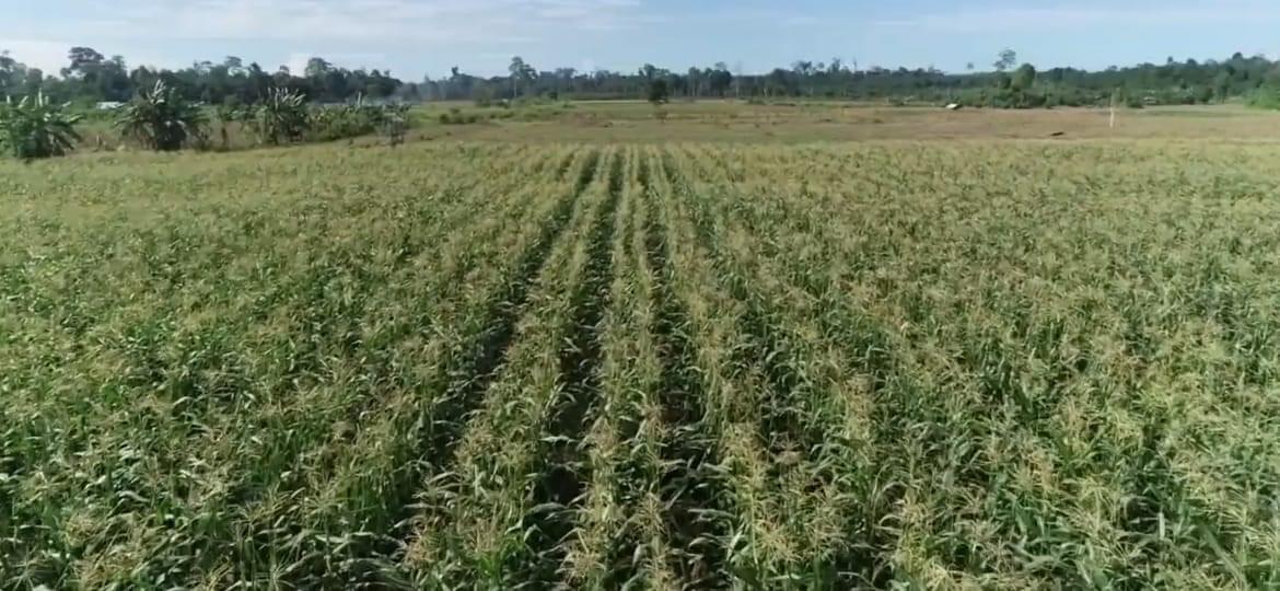 Petani Kesulitan Dapat Benih Jagung Harga Terjangkau di Talisayan Berau