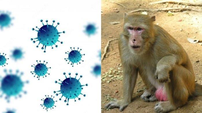 Mematikan! Kenali Gejala Virus B Hong Kong, Hati-hati dengan Monyet Liar