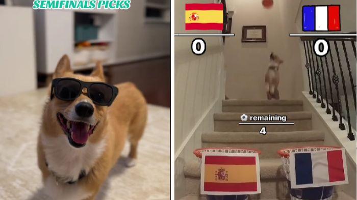 20240709_PREDIKSI-ANJING-VIRAL-Ramalan-anjing-di-TikTok.jpg