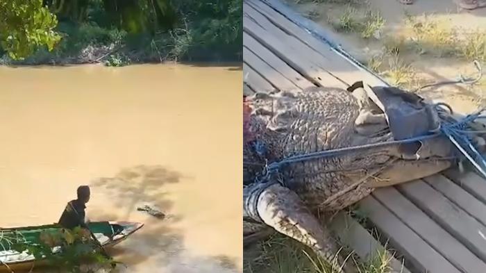 Buaya yang Diduga Terkam Warga Karangan Kutim Telah Ditangkap Nelayan