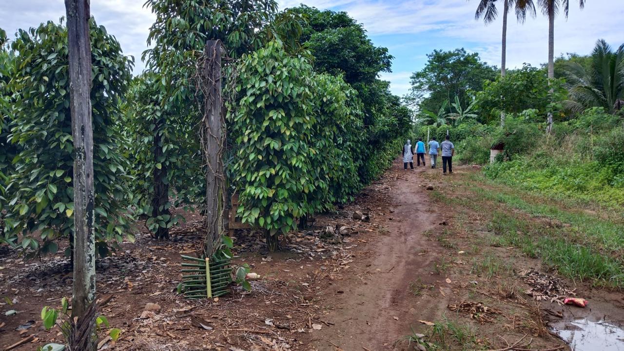 Ribuan Hektare Lahan Pertanian di Berau Dijaga untuk Cegah Alih Fungsi Lahan