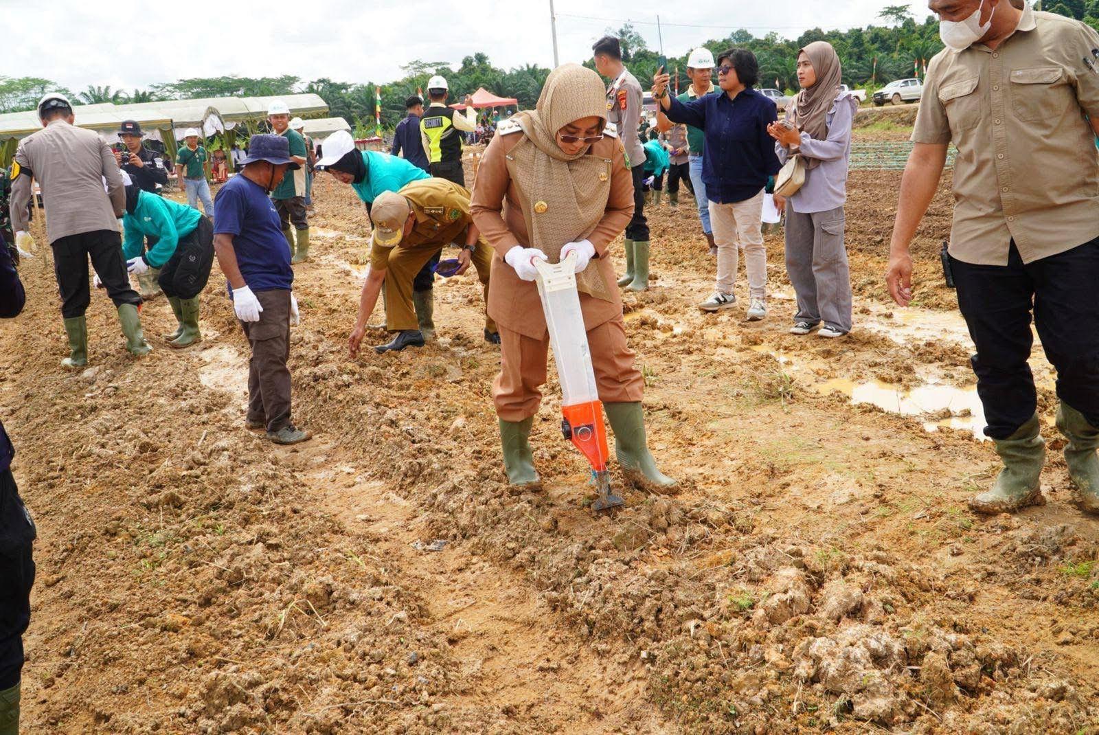Kabupaten Berau Bentuk 5 Brigade Pangan, Tiap Brigade Kelola 200 Hektar Lahan