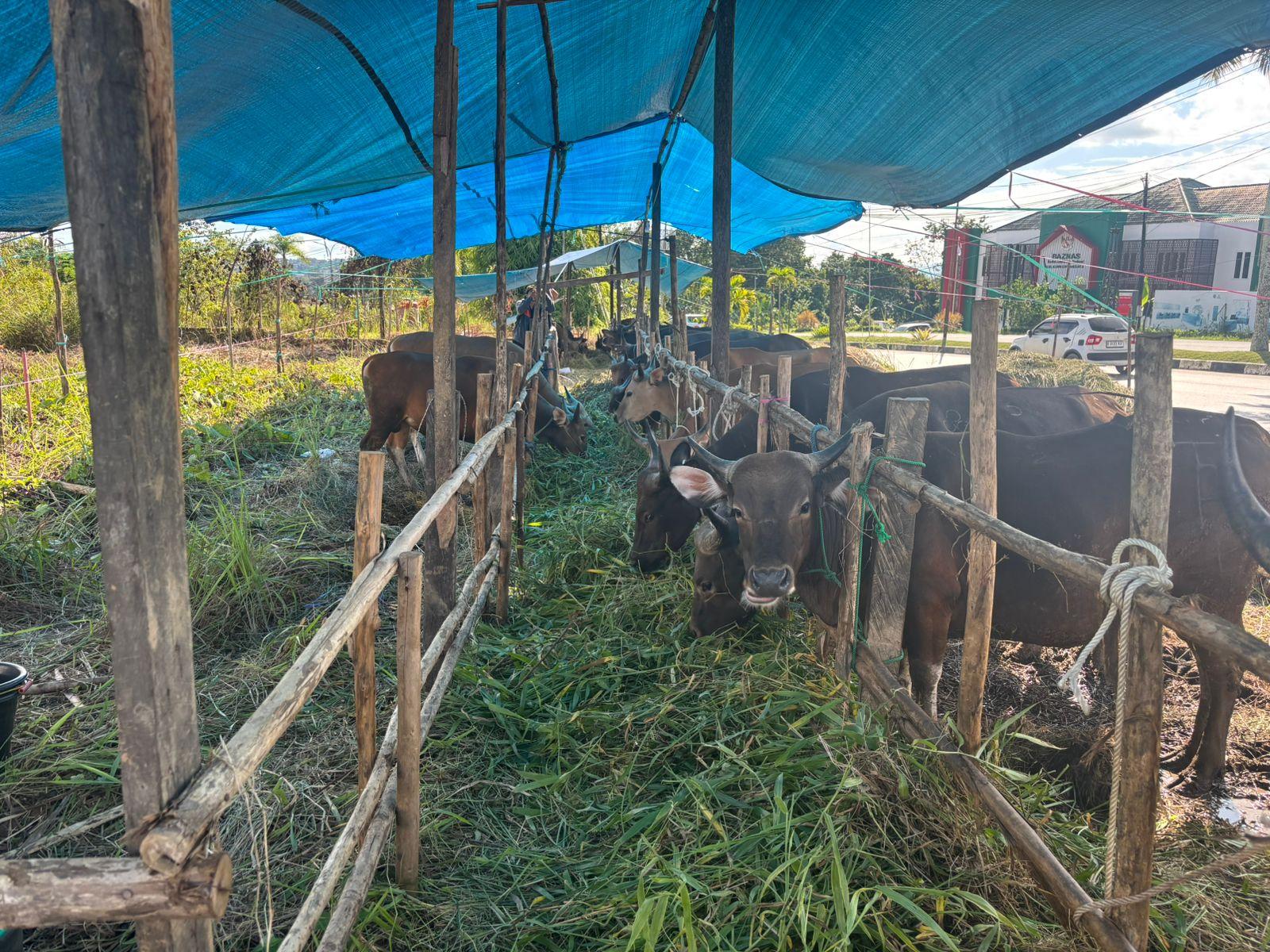Makna dan Keutamaan dalam Berkurban di Idul Adha 2025, Simak Syarat dan Tuntutannya