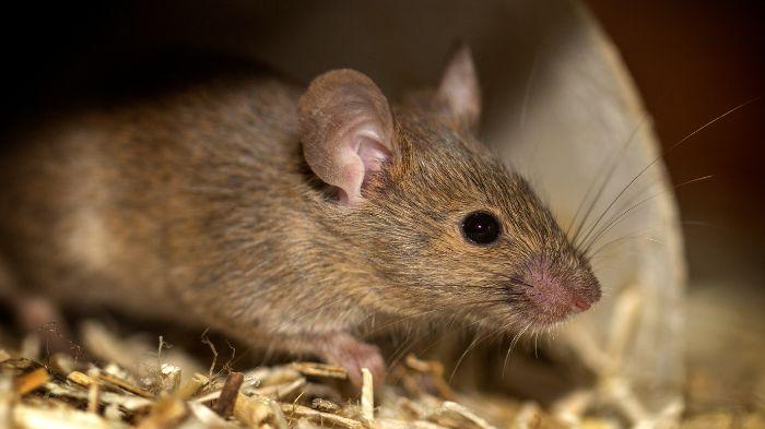 20250623_tikus-virus-hanta.jpg