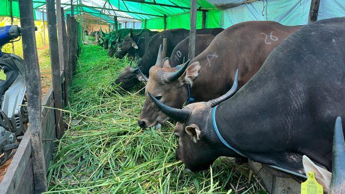 Lapak Hewan Kurban di Samarinda Mulai Dipantau, Penjual Wajib Kantongi SKKH