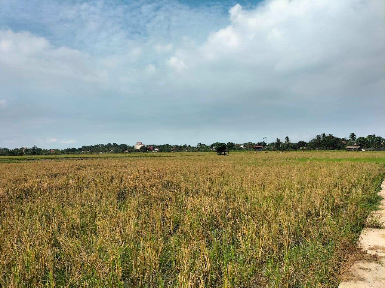 20250827_Cetak-Sawah-di-Kutai-Timur.jpg