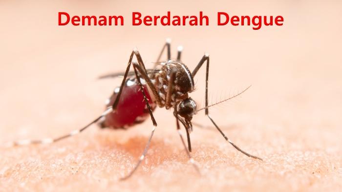 Penampungan Air Terbuka Picu Penyebaran DBD di Long Apari Mahakam Ulu