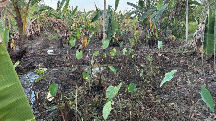 Dinas ESDM Kaltim Hentikan Aktivitas Tambang Batu Bara di Samboja Barat Kukar, Temuan di Lokasi - 20251015_aktivitas-tambang-batu-bara-dihentikan_PT-Singlurus-Pratama_Dinas-ESDM-Kaltim_Kukar_2.jpg