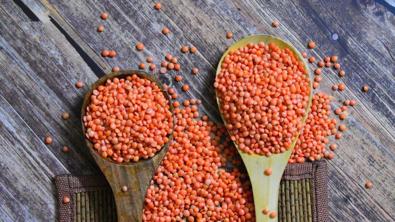20251125_Lentil.jpg