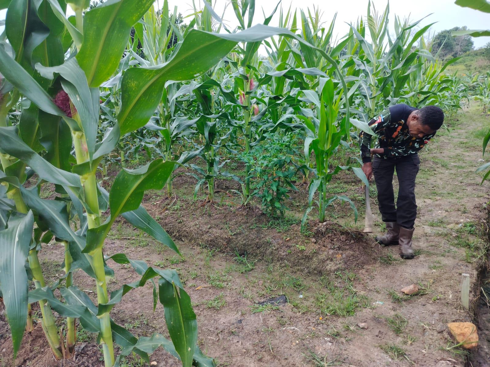 Menggelorakan ‎Pekarangan Pangan Lestari di Samarinda, Andalkan Lahan Terbatas untuk Pertanian
