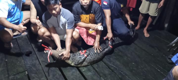 20251218_-Tim-Rescue-Disdamkartan-Bontang-mengevakuasi-seekor-buaya-dari-kolong-rumah.jpg
