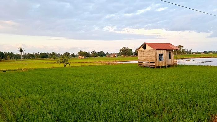 20260118_Areal-persawahan-milik-warga-di-Desa-Sungai-Tuak.jpg