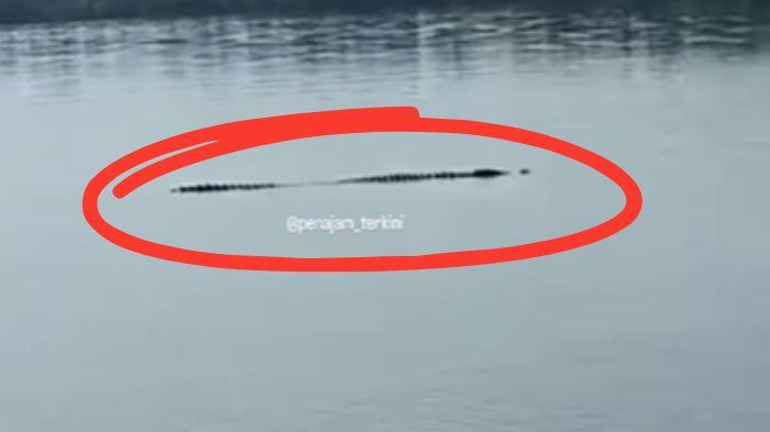 20260118_penampakan-buaya-sesumpu.jpg