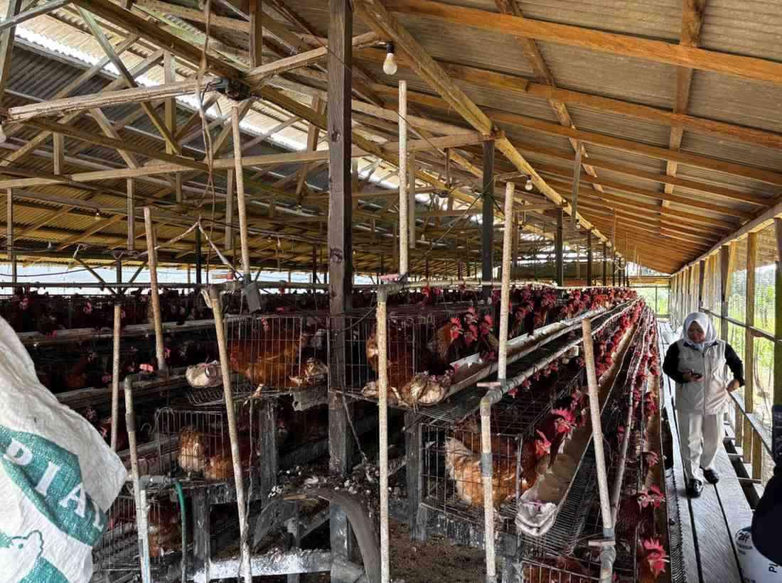 Kisah Sarwindu Farm Kukar, Peternakan Ayam yang Bertahan Mandiri, Hasilkan Ribuan Telur untuk Kaltim