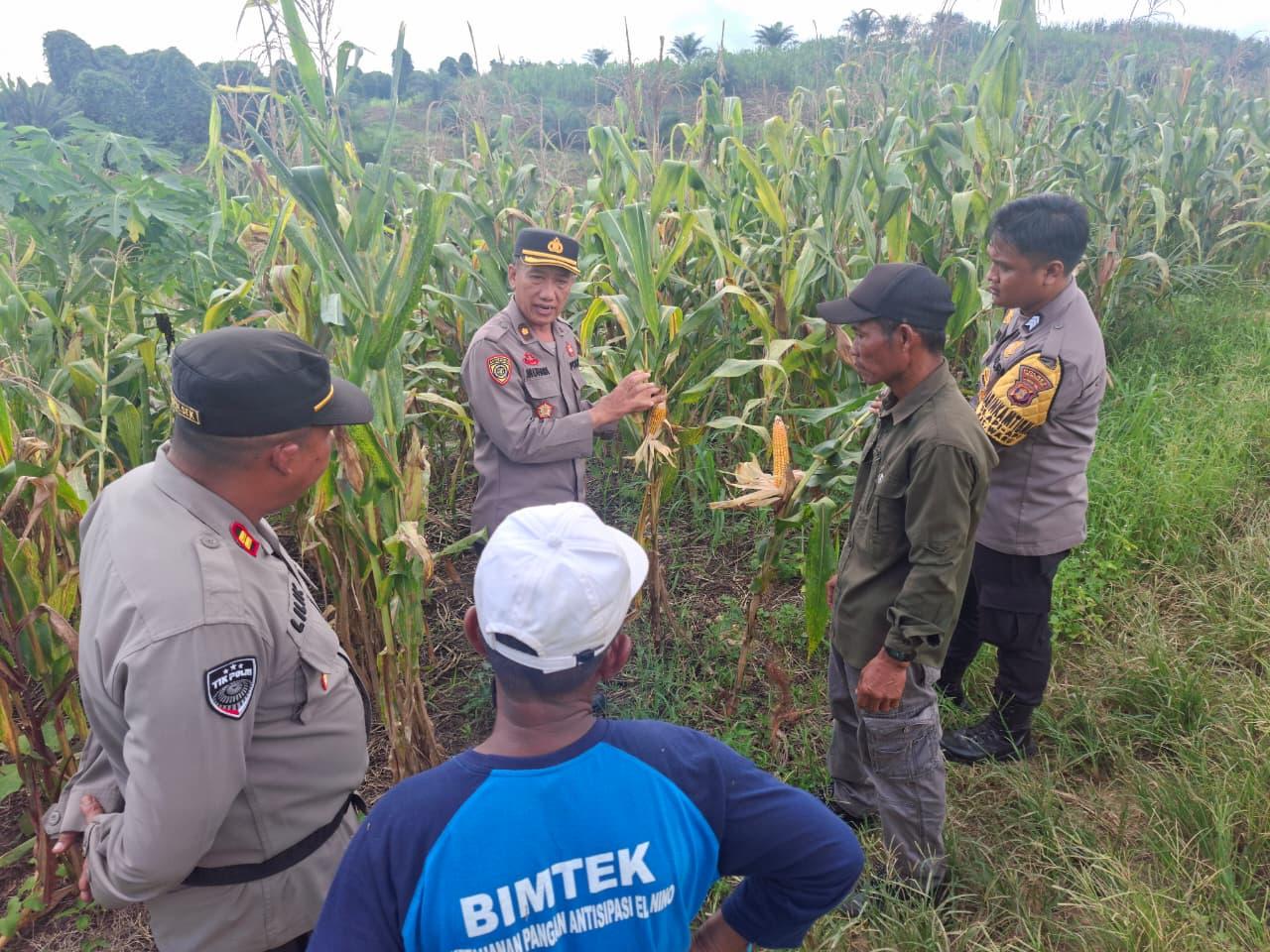 20260406-panen-jagung.jpg
