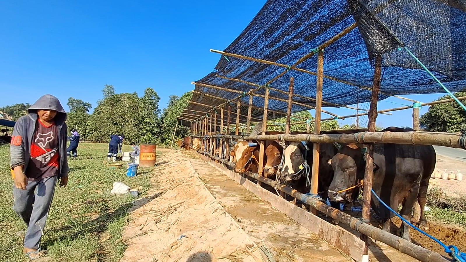 Baru Datang 148 Ekor, Sapi di Tarakan Langsung Ludes Dipesan Pembeli Jelang Idul Adha