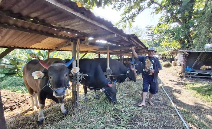 Idul Adha 2026, Kebutuhan Sapi di Tarakan Diperkirakan Capai 1.500 Ekor, Satgas Lakukan Pengawasan