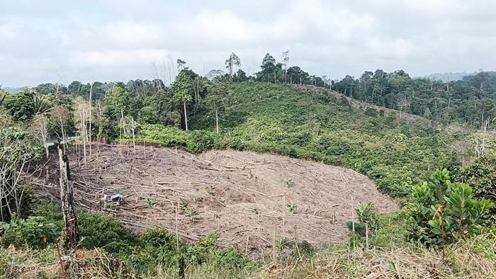 OIKN Bersama Pihak Terkait Berkomitmen Melestarikan Tahura Sebagai Hutan Tropis Kalimantan