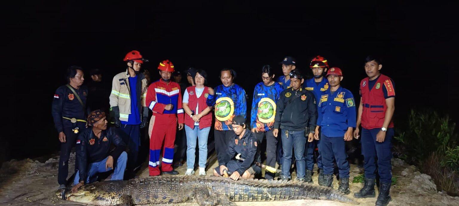 Buaya Monster 4 Meter Pemangsa Bocah di Sangatta Kutai Timur Berhasil Dibekuk