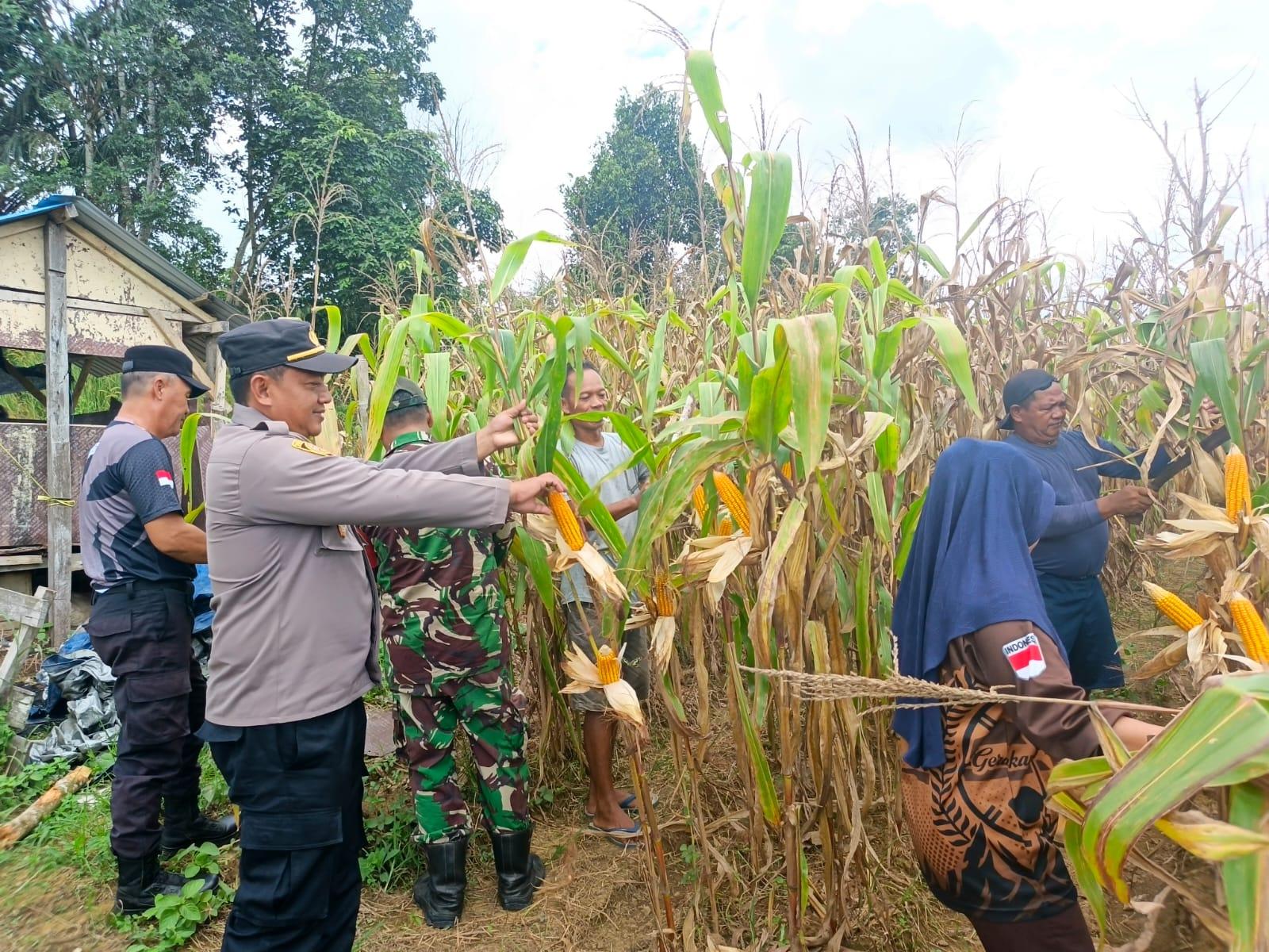 20260518_Kapolsek-Jempang-IPTU-Suyoto-Panen-Jagung.jpg