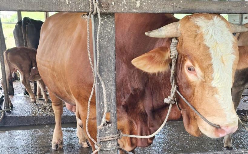 20260518_Sapi-Kurban-Milik-Prabowo.jpg