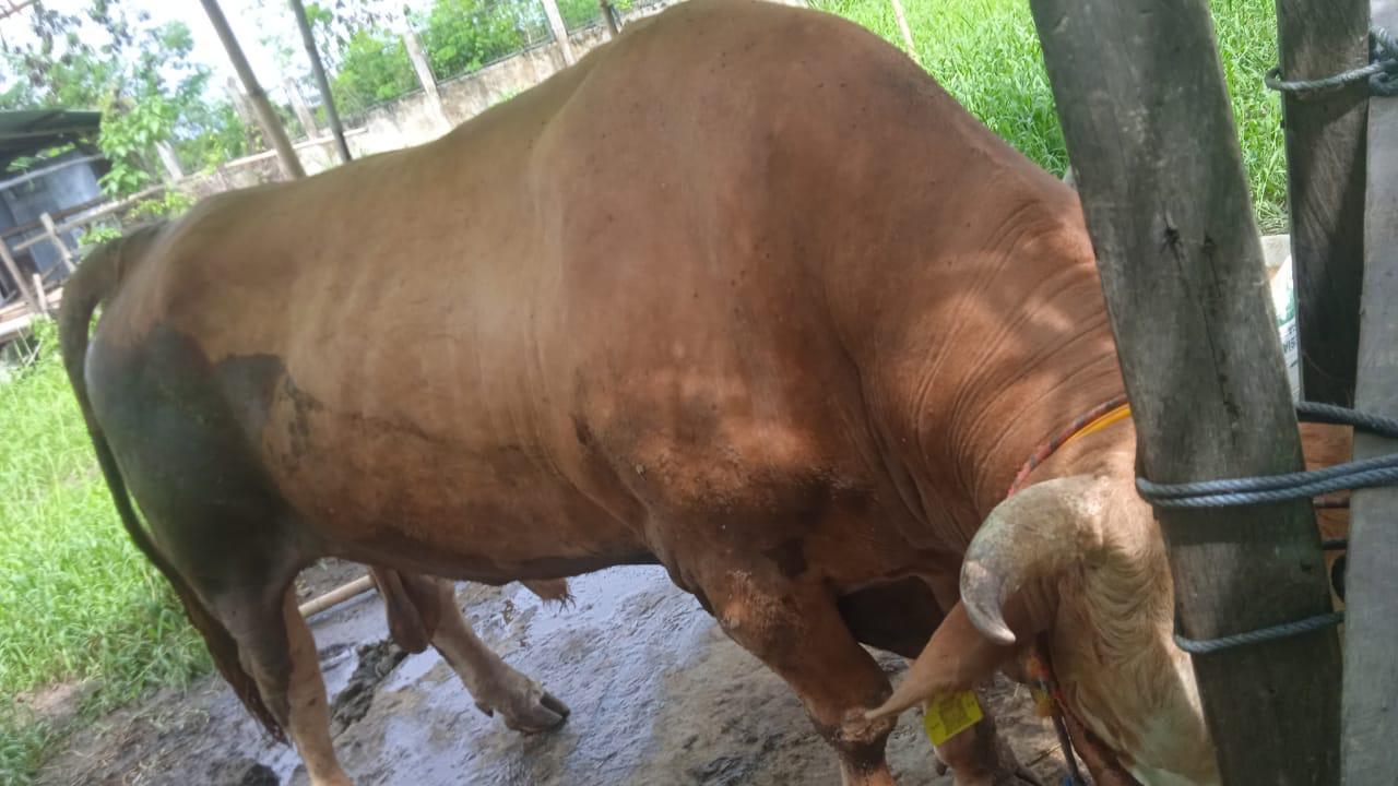 20260519_Sapi-Kurban-Idul-Adha-2026.jpg