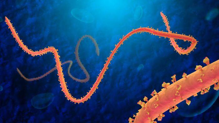 20260519_virus-ebola.jpg