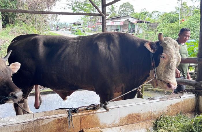 20260522_sapi-kurban-presiden-Prabowo.jpg