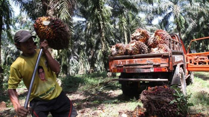 Menkeu Purbaya sebut 10 Perusahaan Minyak Sawit Mentah Manipulasi Data Ekspor CPO, Respons Mendag