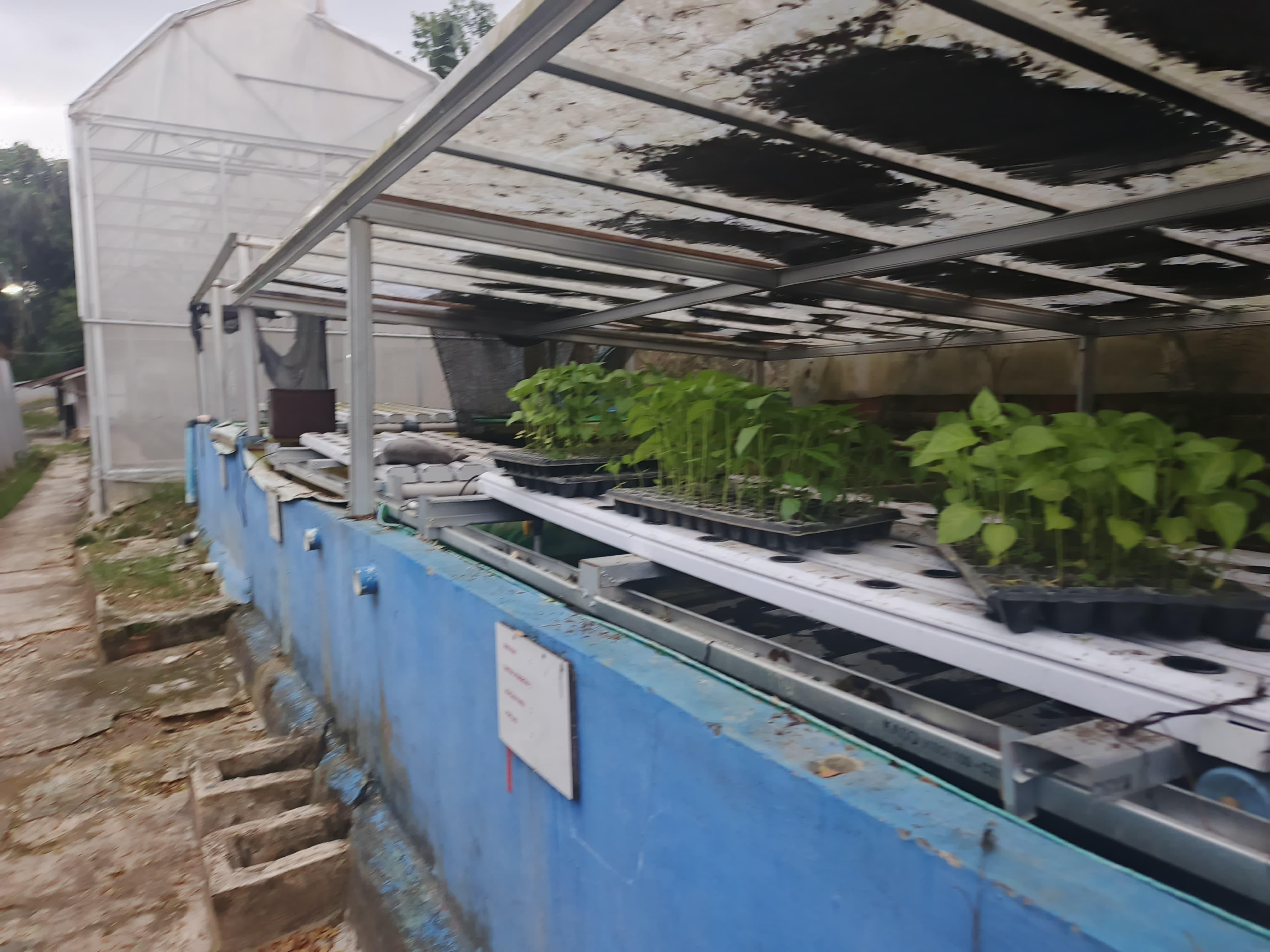 Rutan Samarinda Kurangi Ketergantungan Pangan, Warga Binaan Kini Produksi Telur hingga Sayur Sendiri - Tribunkaltim.co