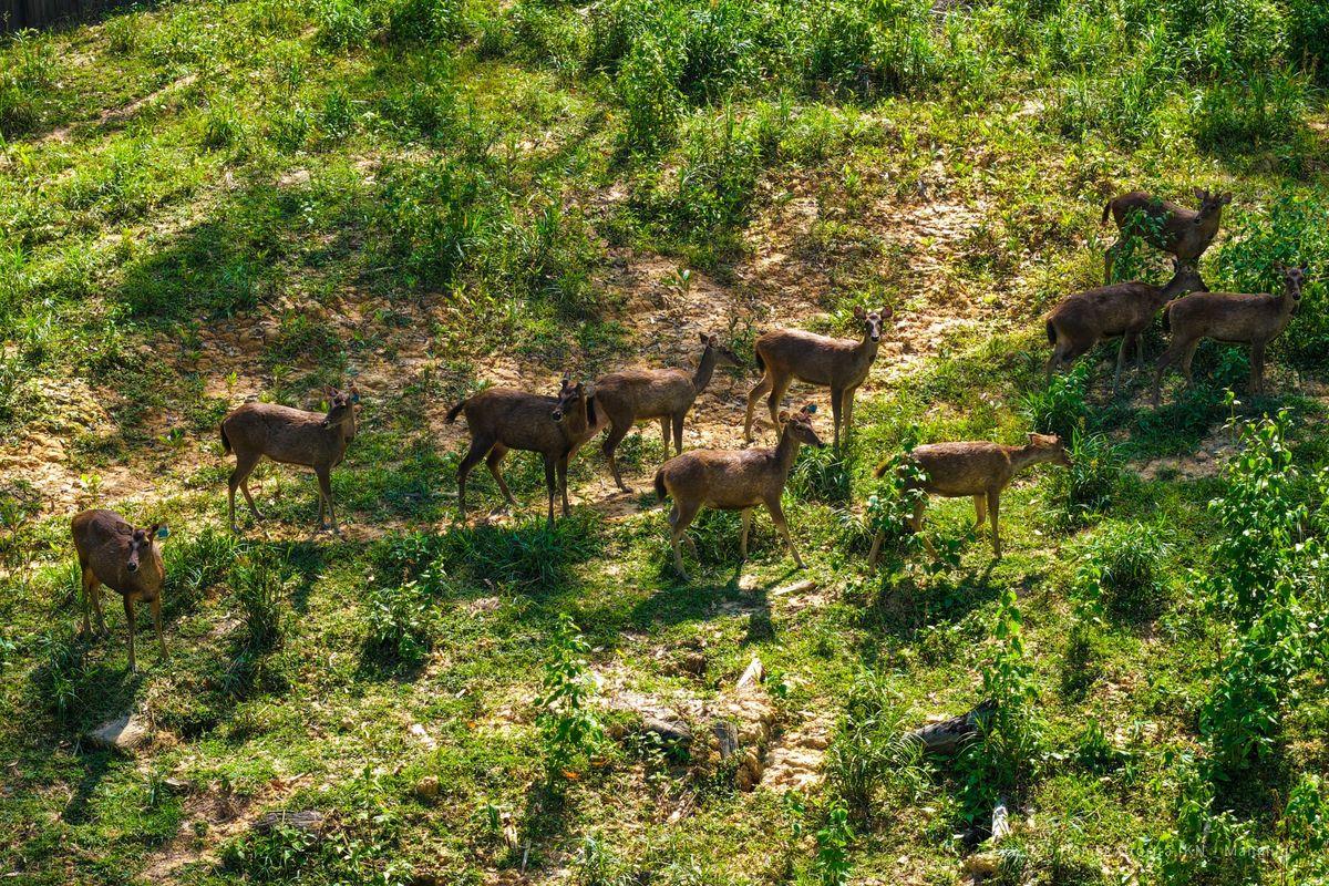 202606_rusa-di-ikn.jpg