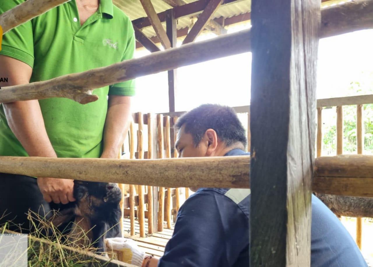 Antisipasi Merebaknya Wabah PMK di PPU, Lalu Lintas Sapi dari Jawa Timur Dihentikan Sementara