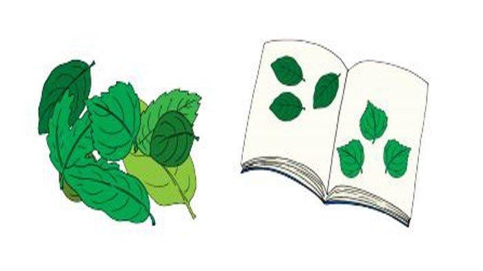 Buku-yang-berisi-berbagai-macam-daun-di-sekitar.jpg