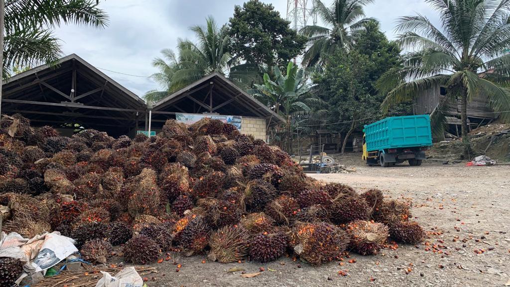 Berau Bersiap Kumpulkan Data TBS Untuk Potensi DBH Dari Sawit