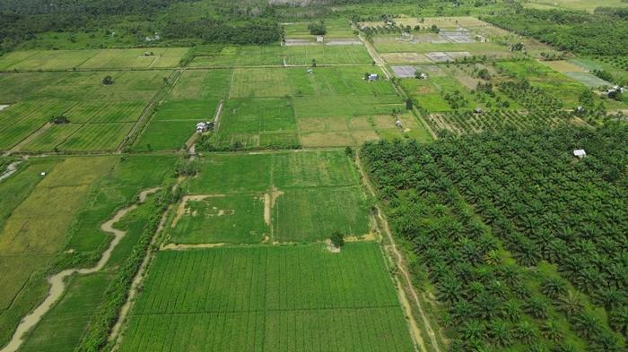 Hamaparan-sawah-di-Panca-Jaya-Kukar.jpg