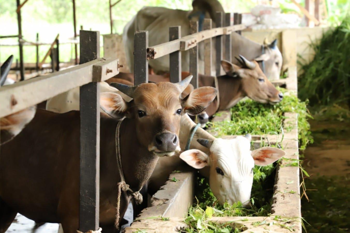 Ilustrasi-ternak-sapi-Provinsi-Kalimantan-Timur-menyetop-sementara-pasokan-hewan.jpg