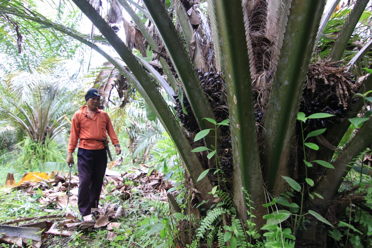 Disnakertrans Berau Buka Bursa Kerja 2022, Tak Ada Warga yang Minat Daftar di Perusahaan Sawit