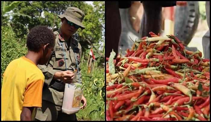 Polisi-sedang-emmanen-cabe-bersama-anak-anak-Papua.jpg
