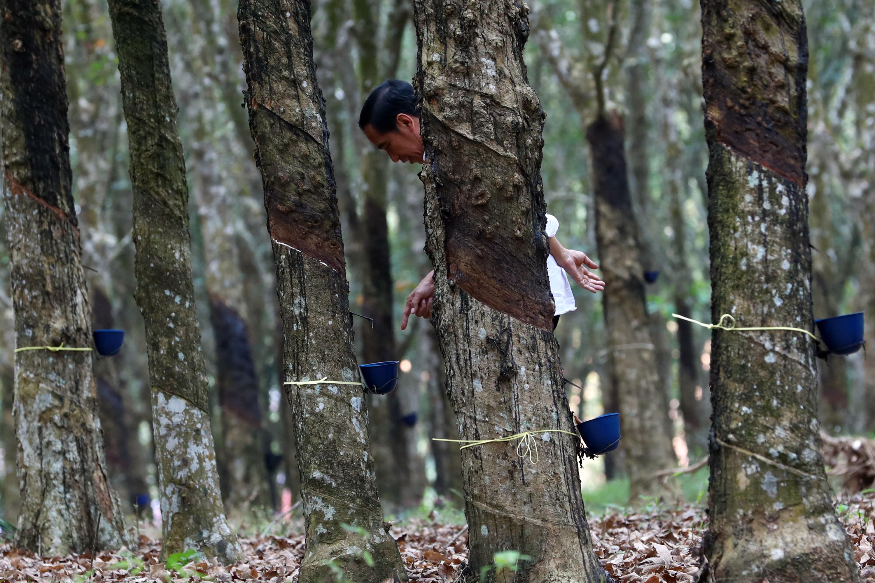 UU Antideforestasi Ancam Ekspor Karet dalam Negeri, Kontribusi Mencapai 35 Persen
